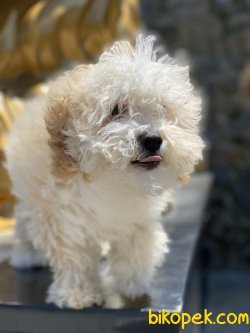Xs Maltipoo Yavrularımız Orjinal Tuvalet Eğitmli 2