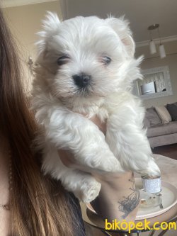 Xs Orjinal Anne Baba Secereli Maltese Terrier 3