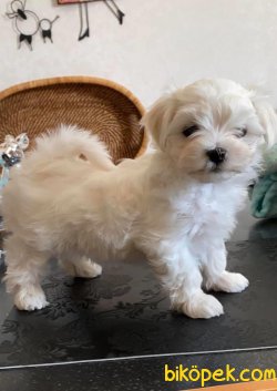 Xs Orjinal Maltese Terrier Bebeklerimiz 2
