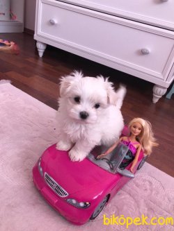 Xs Orjinal Maltese Terrier Yavrularımız 1