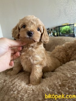 Xs Orjinal Maltipoo Koyu Apricot Yavrumuz 3