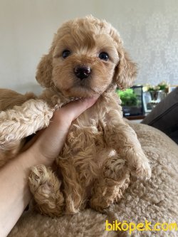 Xs Orjinal Maltipoo Koyu Apricot Yavrumuz 1