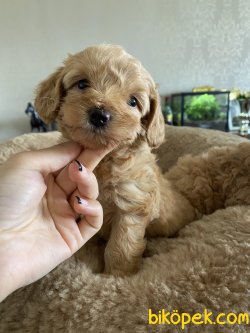 Xs Orjinal Maltipoo Koyu Apricot Yavrumuz 4