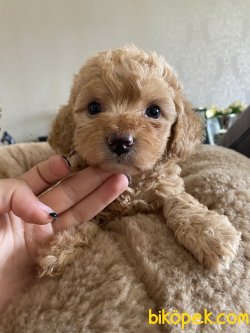 Xs Orjinal Maltipoo Koyu Apricot Yavrumuz 2