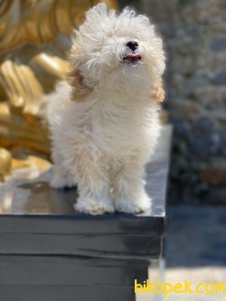 Xs Orjinal  Maltipoo Yavrumuz Eğitimli 2