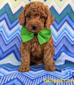 XS RED BROWN TOY POODLE BEBEKLER 2