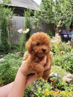 Xs Red Poodle Rusya Dan Orjinal Anne Baba Secereli 3