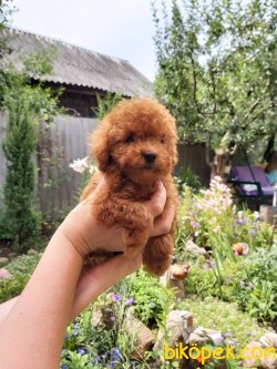 Xs Red Poodle Rusya Dan Orjinal Anne Baba Secereli 2