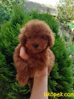 Xs Red Poodle Rusya Dan Orjinal Anne Baba Secereli 1