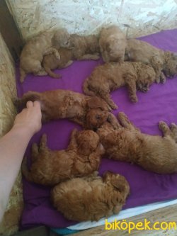 Xs Red Poodle Yavrularımız Anne Baba Secereli Rusya Dan 3