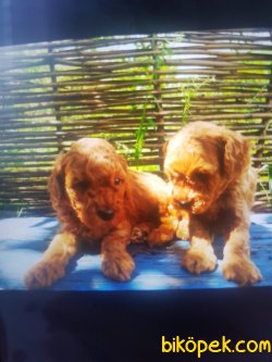 Xs Red Poodle Yavrularımız Anne Baba Secereli Rusya Dan 2