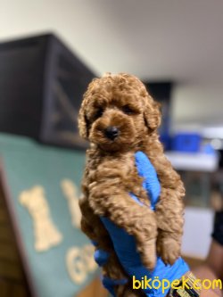 XS RED POODLE YAVRULAR SHOW KALITE 3