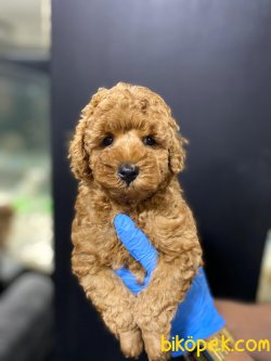 XS RED POODLE YAVRULAR SHOW KALITE 1