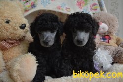 Xs SilverPoodle  Anne Baba Secereli 1