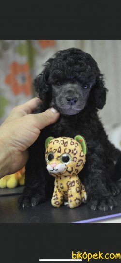 Xs SilverPoodle  Anne Baba Secereli 4