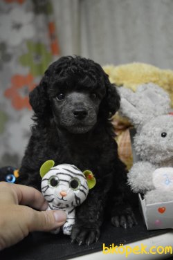 Xs SilverPoodle  Anne Baba Secereli 2