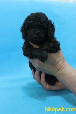 Xs Siyah Maltipoo Özel Renk Yavrumuz 1