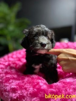 Xs Siyah Maltipoo Özel Renk Yavrumuz 3