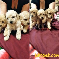 Xs  Toy Poodle Apricot Bebeklerimiz Anne Baba Secereli 1