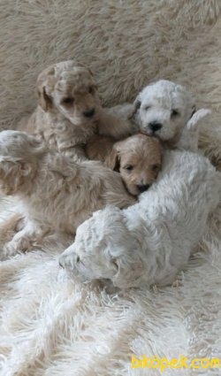 Xs  Toy Poodle Apricot Bebeklerimiz Anne Baba Secereli 2