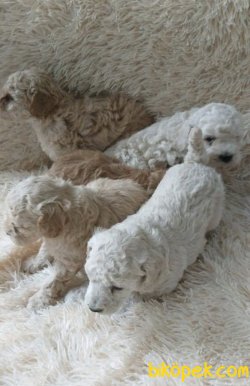 Xs  Toy Poodle Apricot Bebeklerimiz Anne Baba Secereli 3