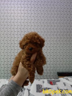 Xs Ve Toy Poodle Red ,siyah , Apricot Renkleriyle 3