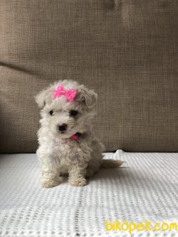 Xsmall Toy Poodle 3