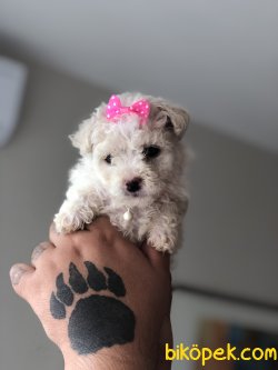 Xsmall Toy Poodle 2
