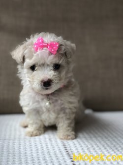 Xsmall Toy Poodle 4