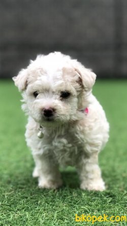 Xsmall Toy Poodle Yavrumuz 3