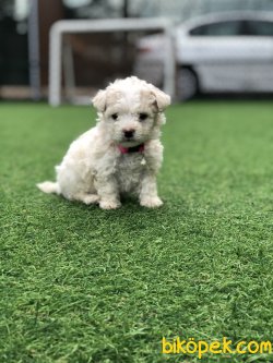 Xsmall Toy Poodle Yavrumuz 1