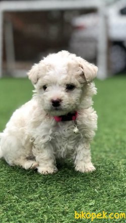 Xsmall Toy Poodle Yavrumuz 2