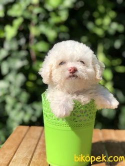 Xsmall Toy Poodle Yavrumuz 4