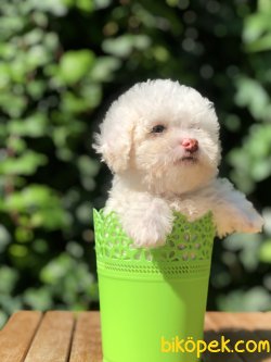 Xsmall Toy Poodle Yavrumuz 3