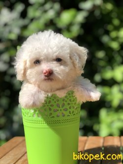 Xsmall Toy Poodle Yavrumuz 2