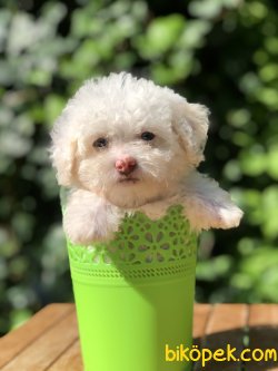 Xsmall Toy Poodle Yavrumuz 1