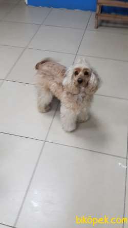 Yakışıklı Coockerpoodle Oğlumuz Zeus 2