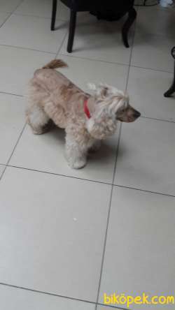 Yakışıklı Coockerpoodle Oğlumuz Zeus 3