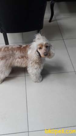 Yakışıklı Coockerpoodle Oğlumuz Zeus 5