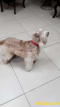 Yakışıklı Coockerpoodle Oğlumuz Zeus 1