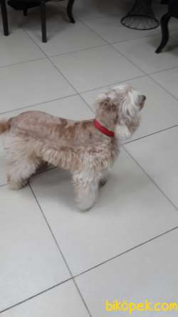 Yakışıklı Coockerpoodle Oğlumuz Zeus 4