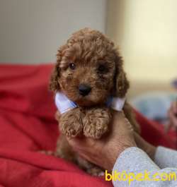 YAKIŞIKLI RED TOY POODLE 4