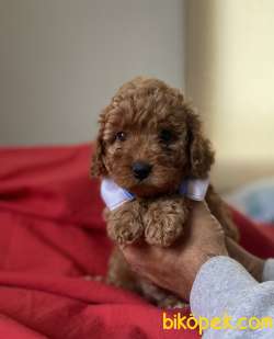 YAKIŞIKLI RED TOY POODLE 2