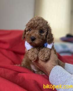 YAKIŞIKLI RED TOY POODLE 1