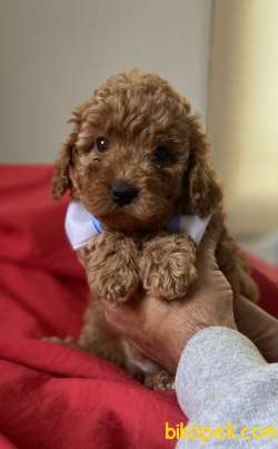 YAKIŞIKLI RED TOY POODLE 3