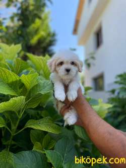 YAKIŞIKLI MALTİPOO 3