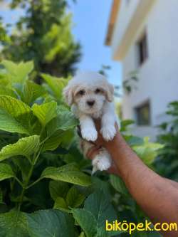 YAKIŞIKLI MALTİPOO 2