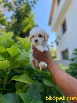 YAKIŞIKLI MALTİPOO 1
