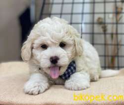 Yakışıklı Maltipoo Oğlum Pars 2