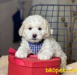 Yakışıklı Maltipoo Oğlum Pars 1